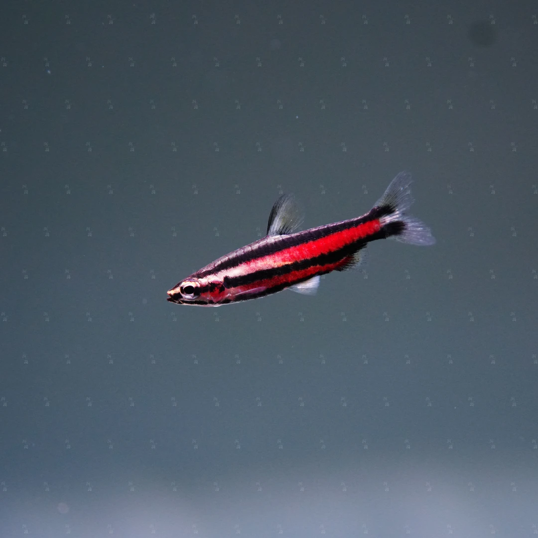 【洄游】夏普拉艳红铅笔 灯鱼南美热带观赏鱼/定水检疫/满100包邮