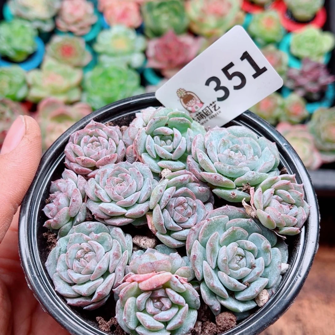 多肉植物多肉植物