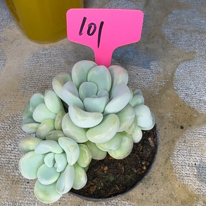 101四头玉麒麟新号福利价