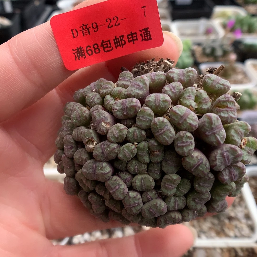 9-22-7 小型红纹安贞一群