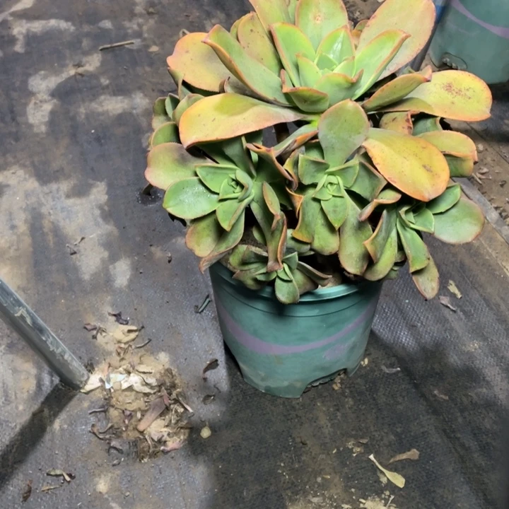 89镜狮子多肉植物多肉