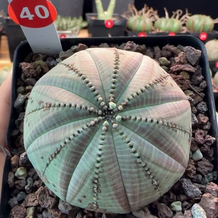 40号（欧系布纹八年老球）实生带盆（尺寸直径）-（ 6.8 ）厘米