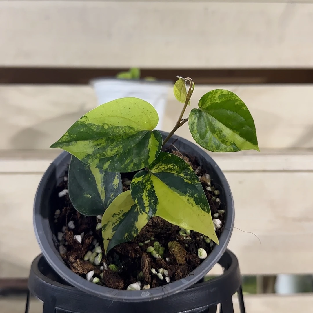 无花朵黄锦胡椒黄锦