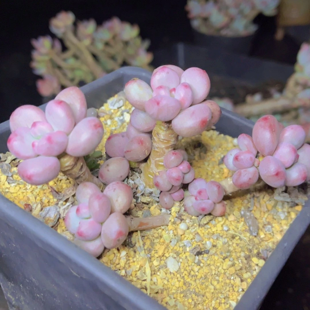 一颗花的传奇一生