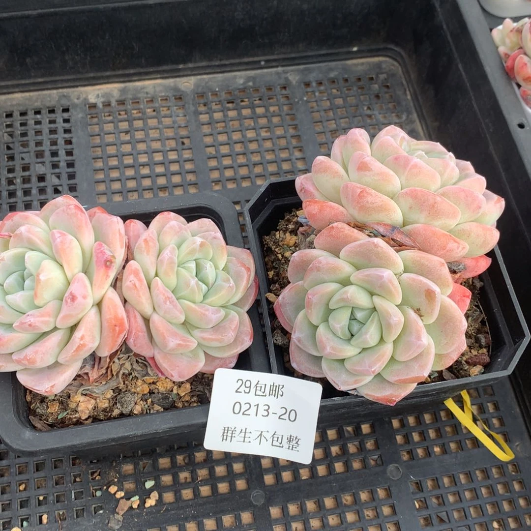 0213-20 冰玉两颗