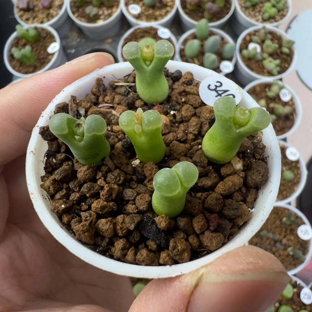 极窗佛肚一颗脱土34000000