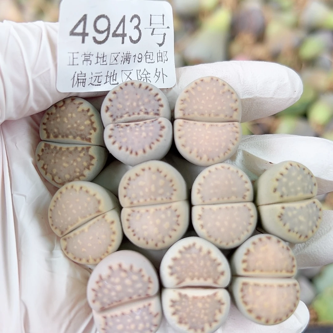 4943四年饼干10个1.5-2cm