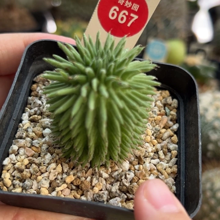 实生海胆大戟3.9cm