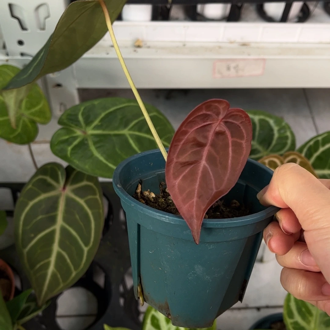 无花朵h03 红蜘蛛杂（活动无售后 介意勿拍）