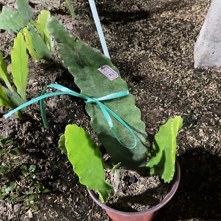 令箭荷花盆栽小粉苗