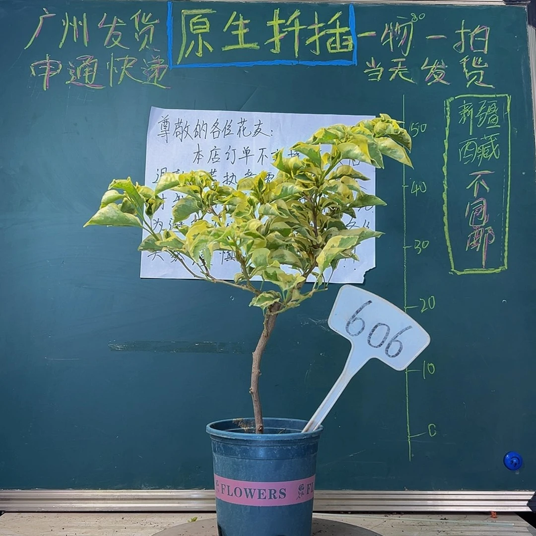 当前无花栽培后可以开花 金边黄  606
