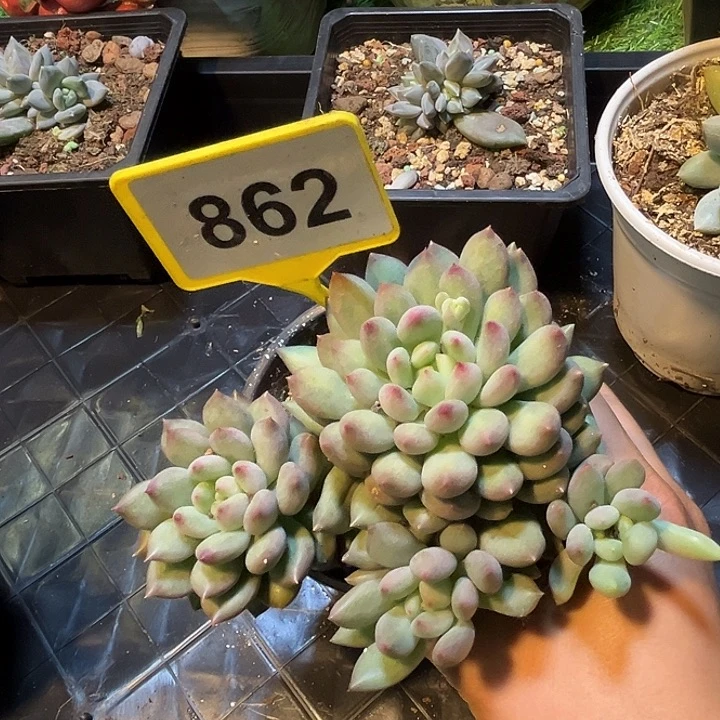 多肉植物岩字群862