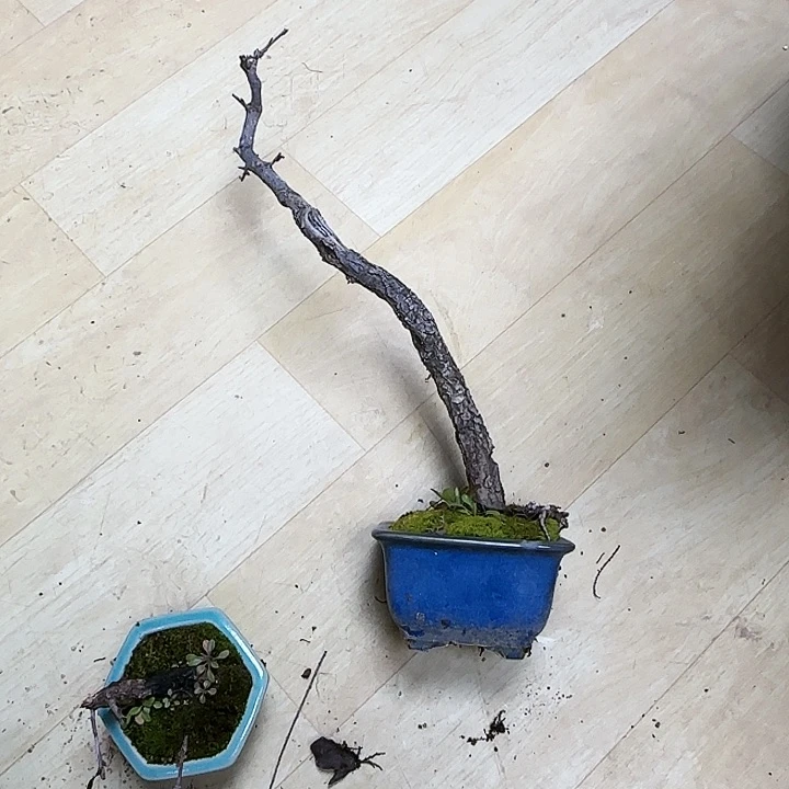 红陶卧*c b n m m