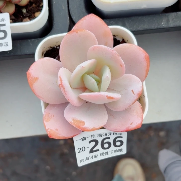 奶茶多肉无盆土发货无盆土发货无