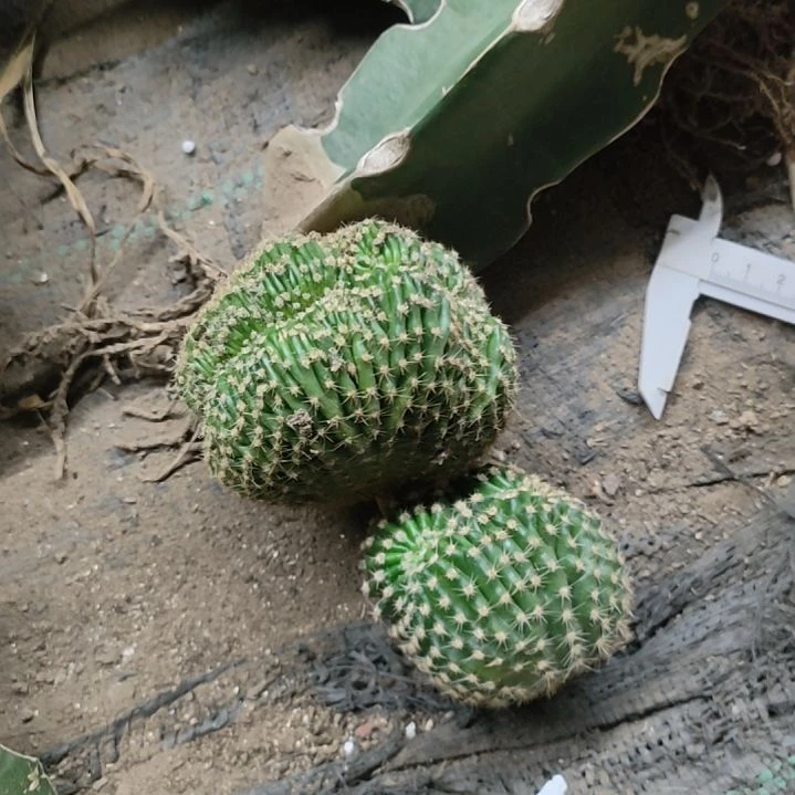 京***宠仙人球嫣然缀化两个