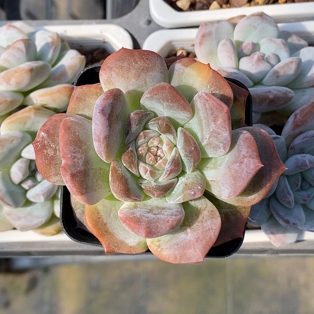糖心石化30包邮非偏远