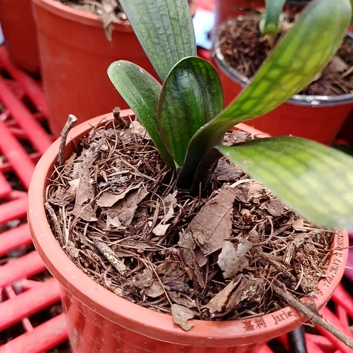 @雨润风清88血兰一颗