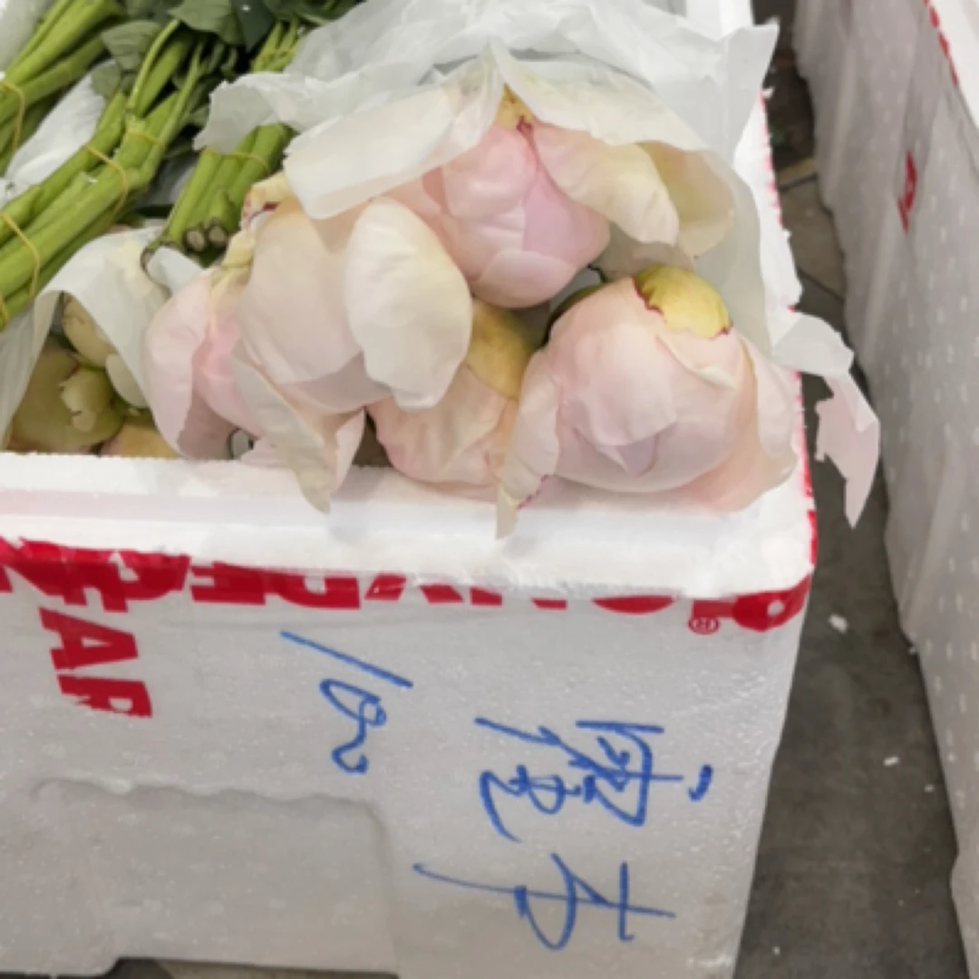 霍本5支、初恋5支、餐盘5支、姚园芍药、