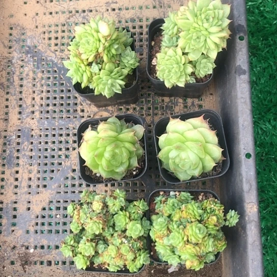 麦秆#纯爱系列的经典
