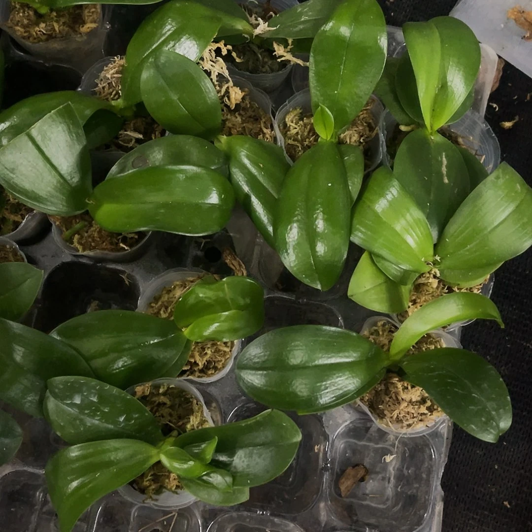 当前无花栽培后可以开花24004瑕疵1.7