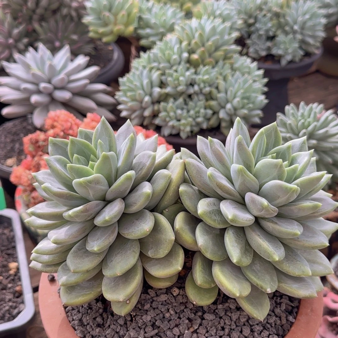 月***面多肉植物多肉植物