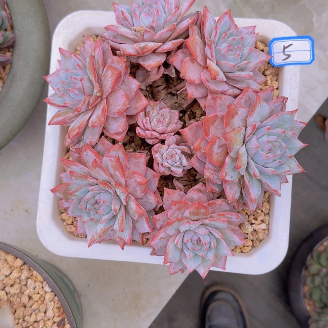小***优5粉蓝鸟多肉植物的