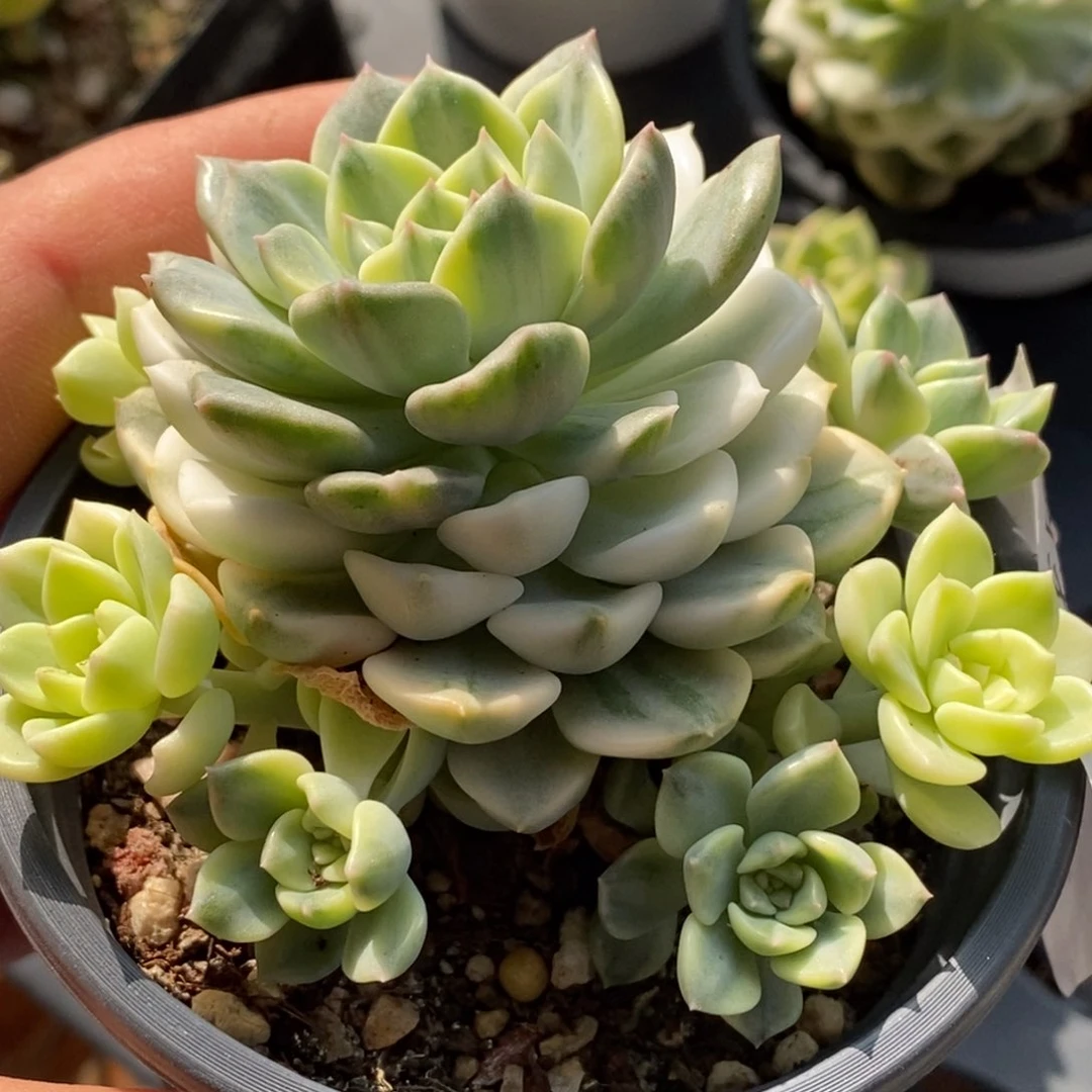 639汀客贝尔锦  小方花圃一物一拍