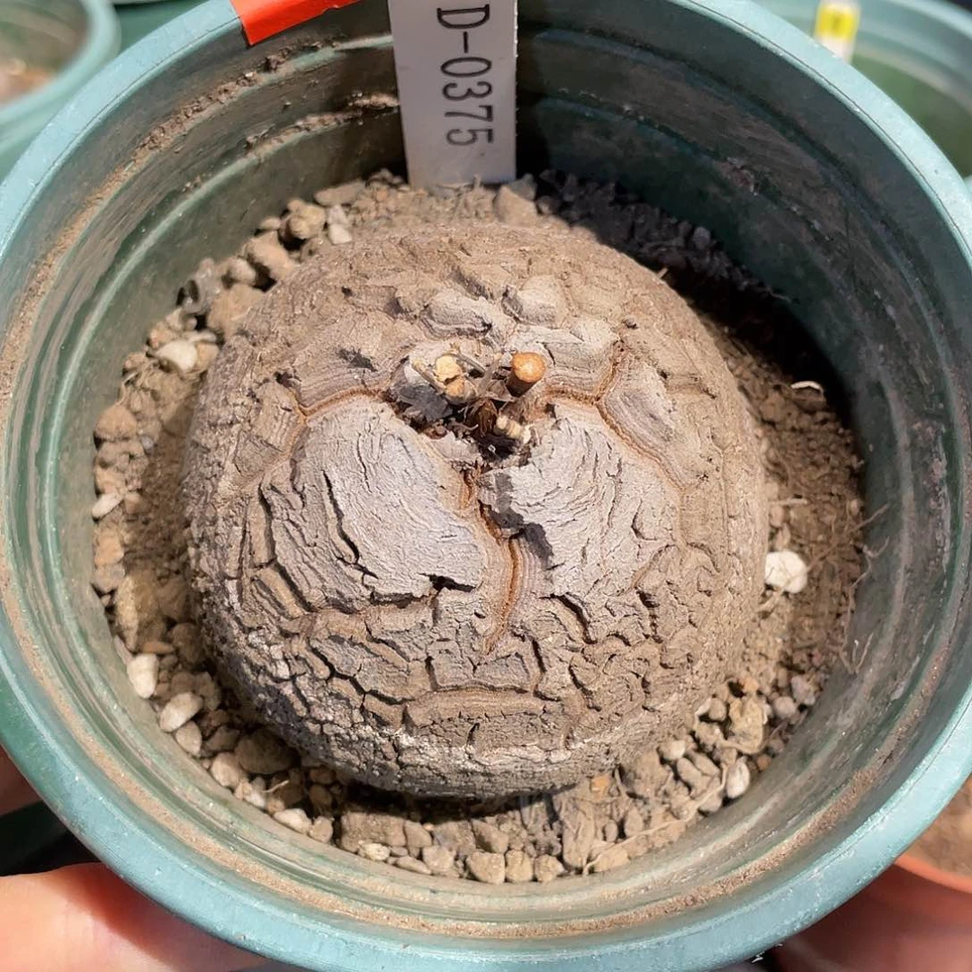 1375龟甲龙不退不换