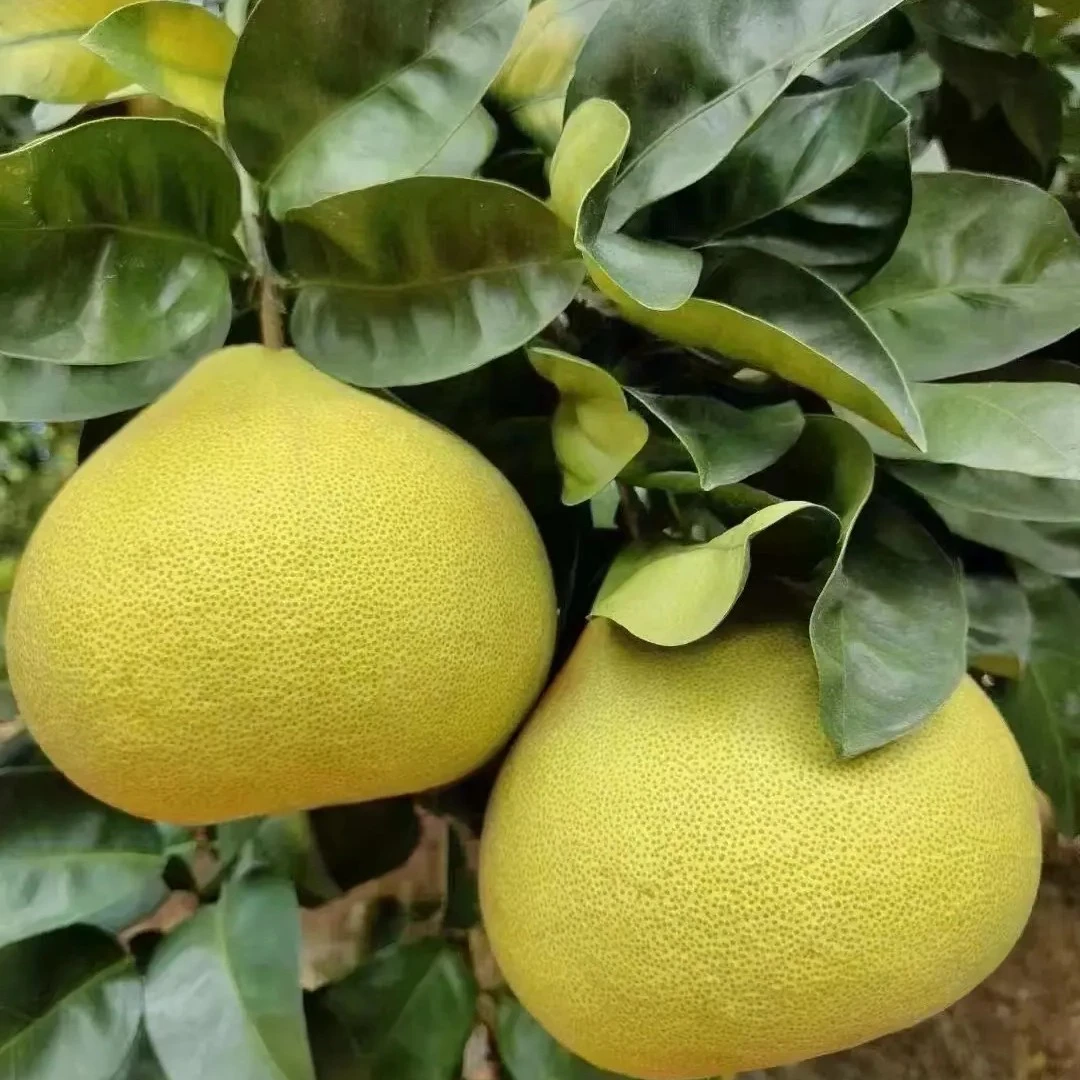正宗福建莆田度尾文旦柚红心蜜柚子新鲜当季现摘孕妇应季时令水果