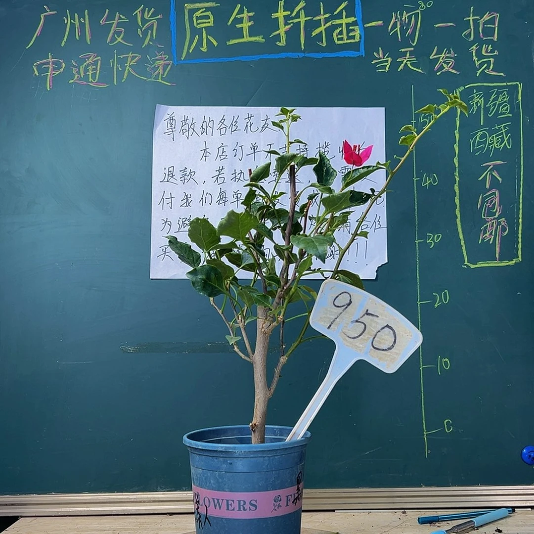 当前无花栽培后可以开花黑美人 950