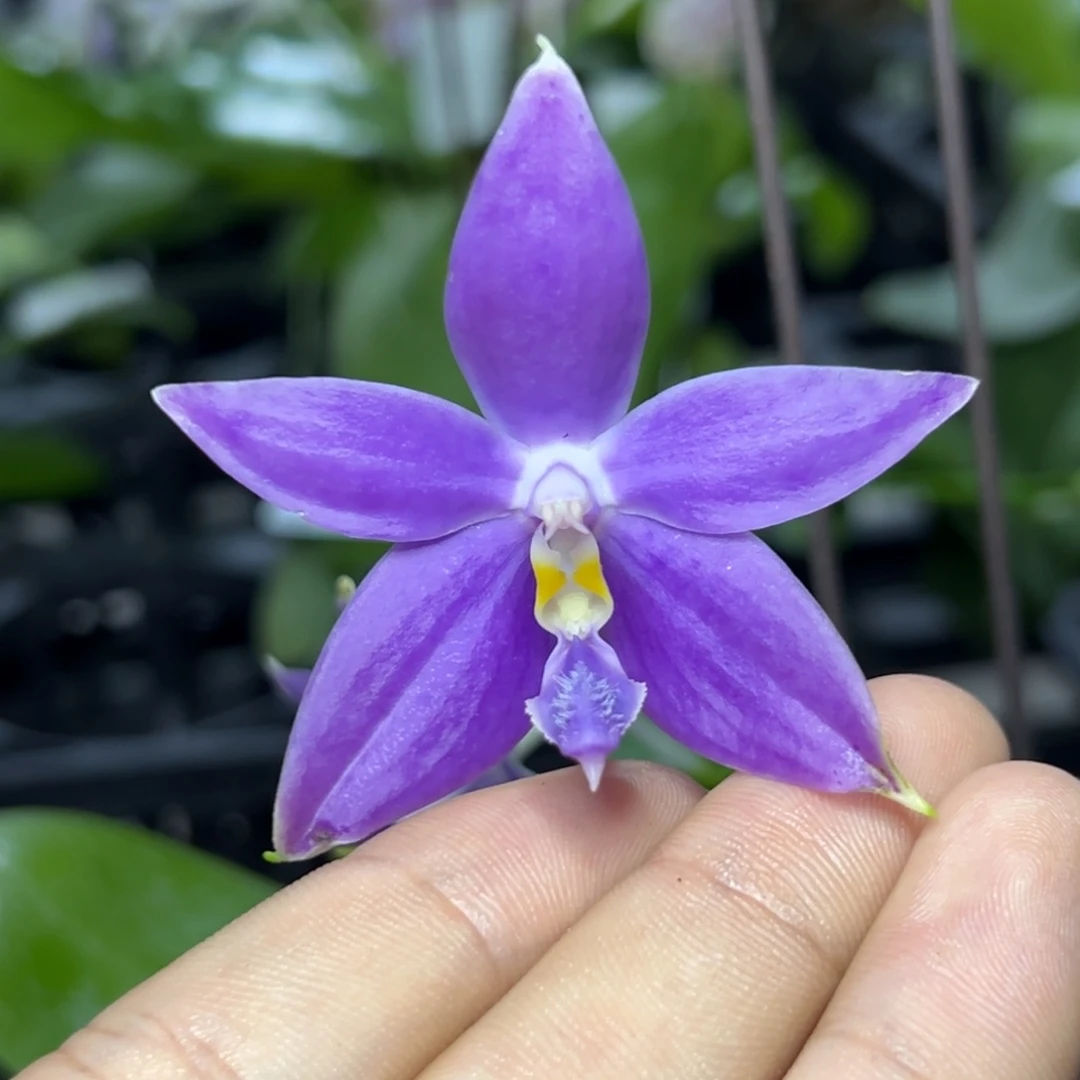 完全开放l203三寸ys1199