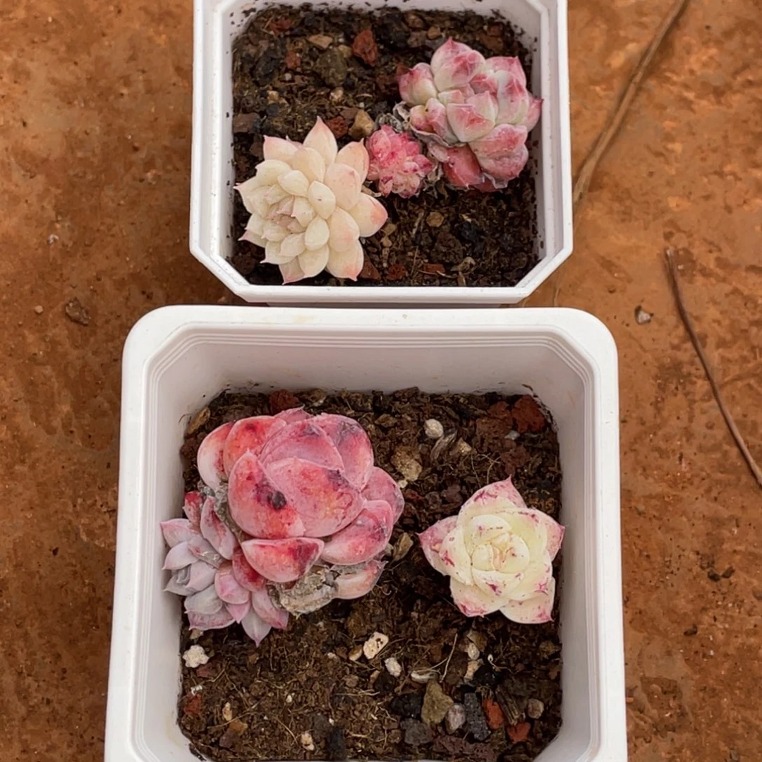 麂***阿尔巴石化两个宝贝寄养