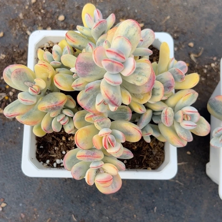 肥***吖无花朵老粉福利哈哈哈哈哈