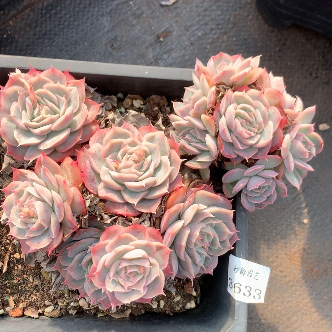 用****13633不包掉头特价不售后