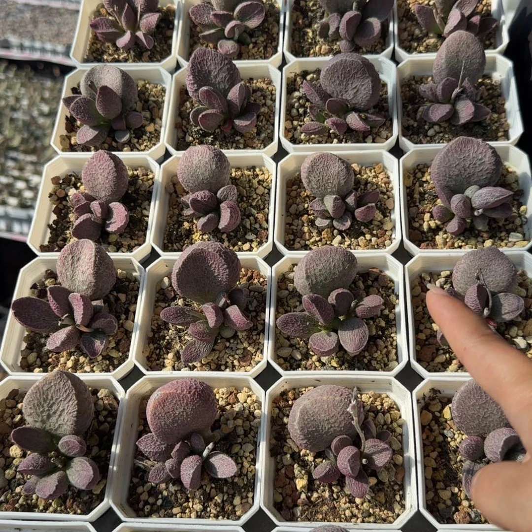 哈莫猪肝量拍多肉