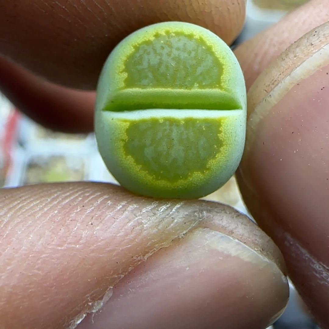 118 生石花大棚直播