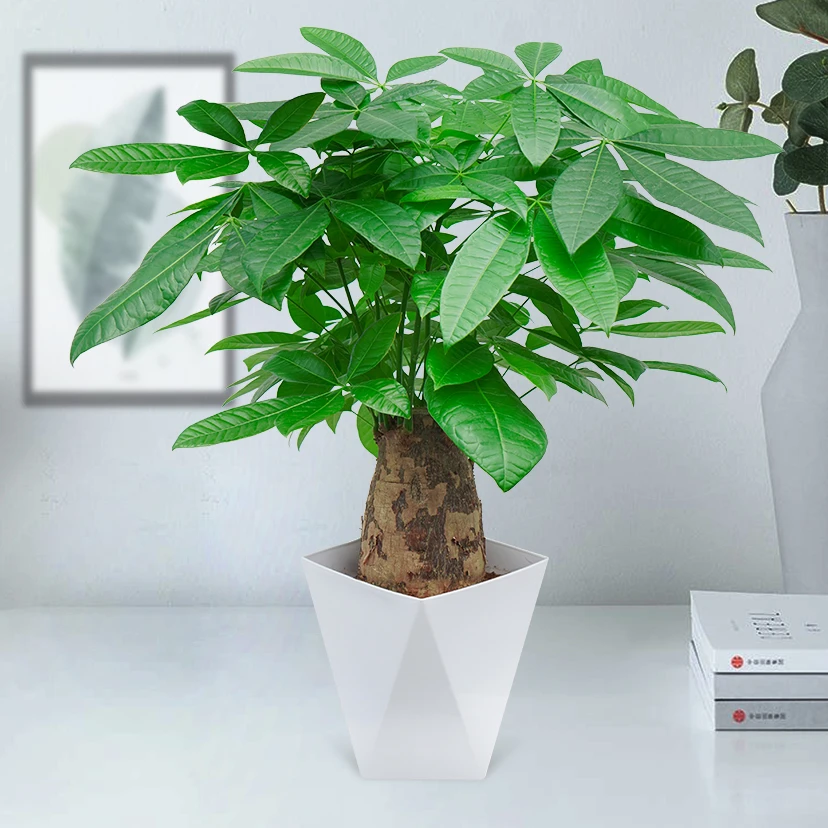 大象腿发财树四季常青客厅办公桌美观净化空气绿植