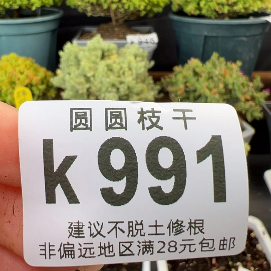 【闪购商品】财*兔k991好看的锦