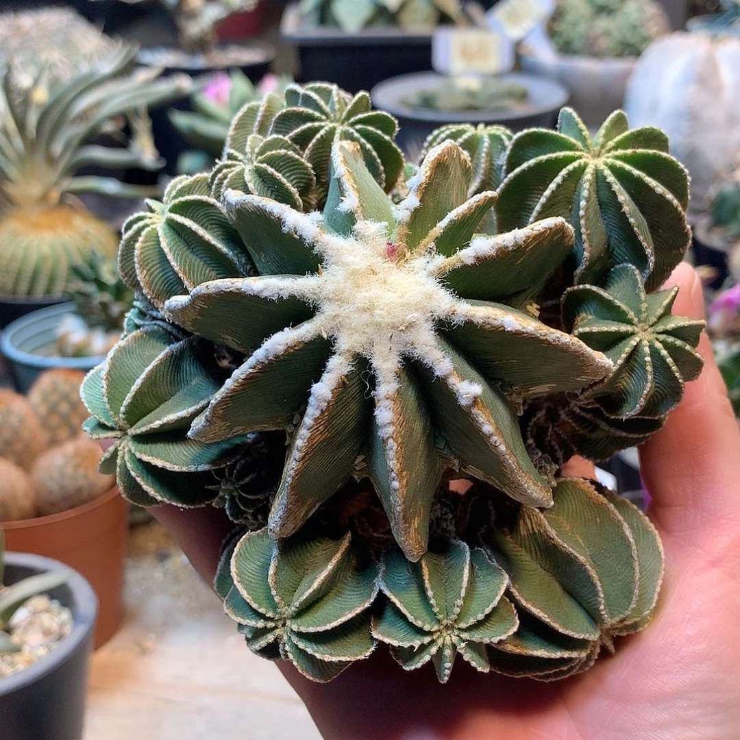 辛顿花笼