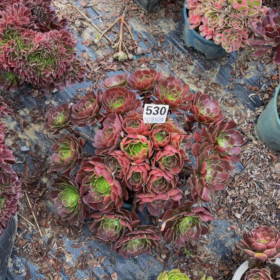 萝莉法师朵朵1-13¥