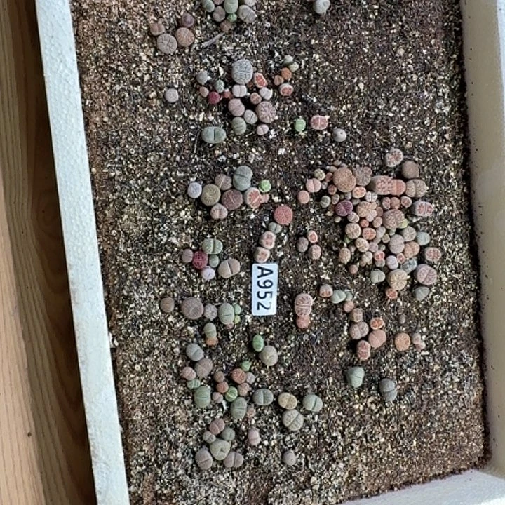 生952石花整筐脱土发货