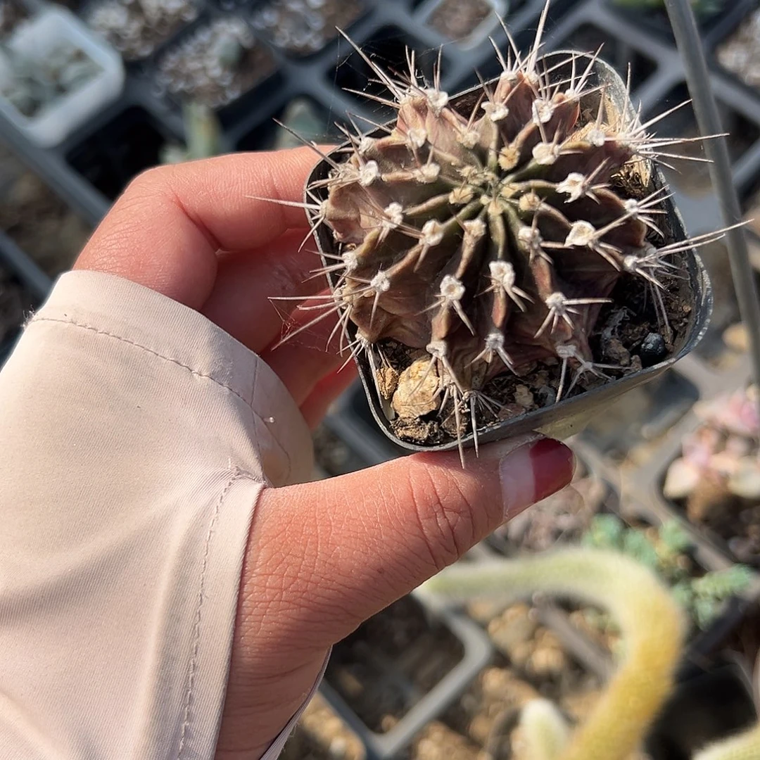 多肉植物多肉植物