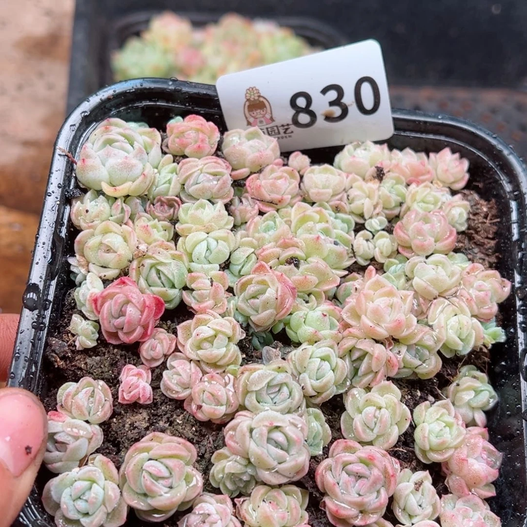 多肉植物多肉植物