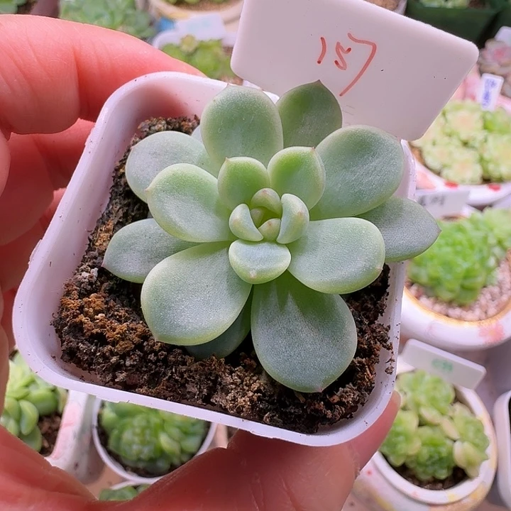 甜心157新品单头福利随机