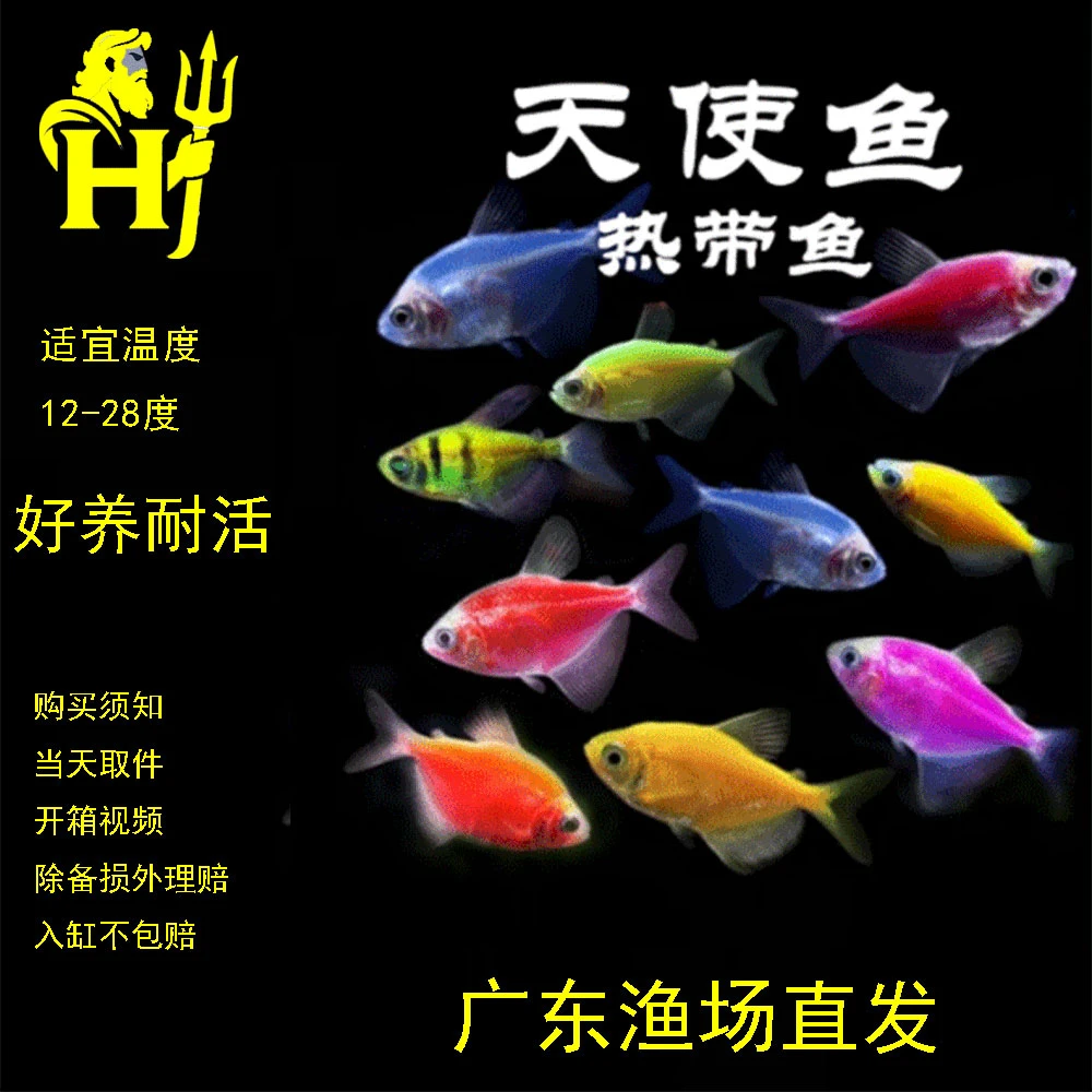 【超大4-5cm天使鱼】七彩天使鱼观赏鱼热带观赏鱼新手好养耐活