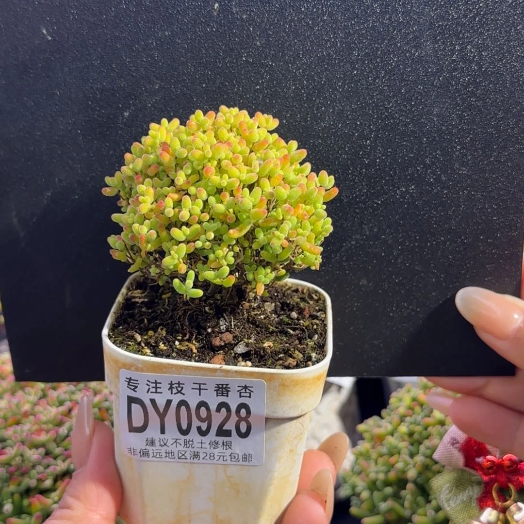 源***仑dy0928精控蜜橘直杆