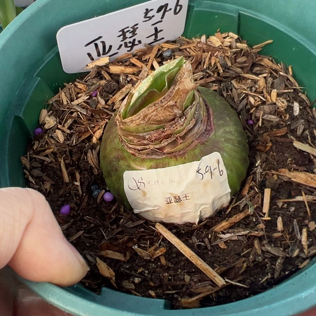 S孤挺花园 亚瑟王 5.8