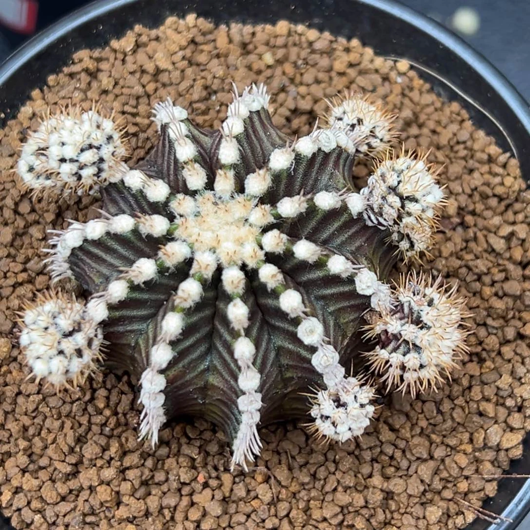 泰系侧芽，小仙女，带盆土发货