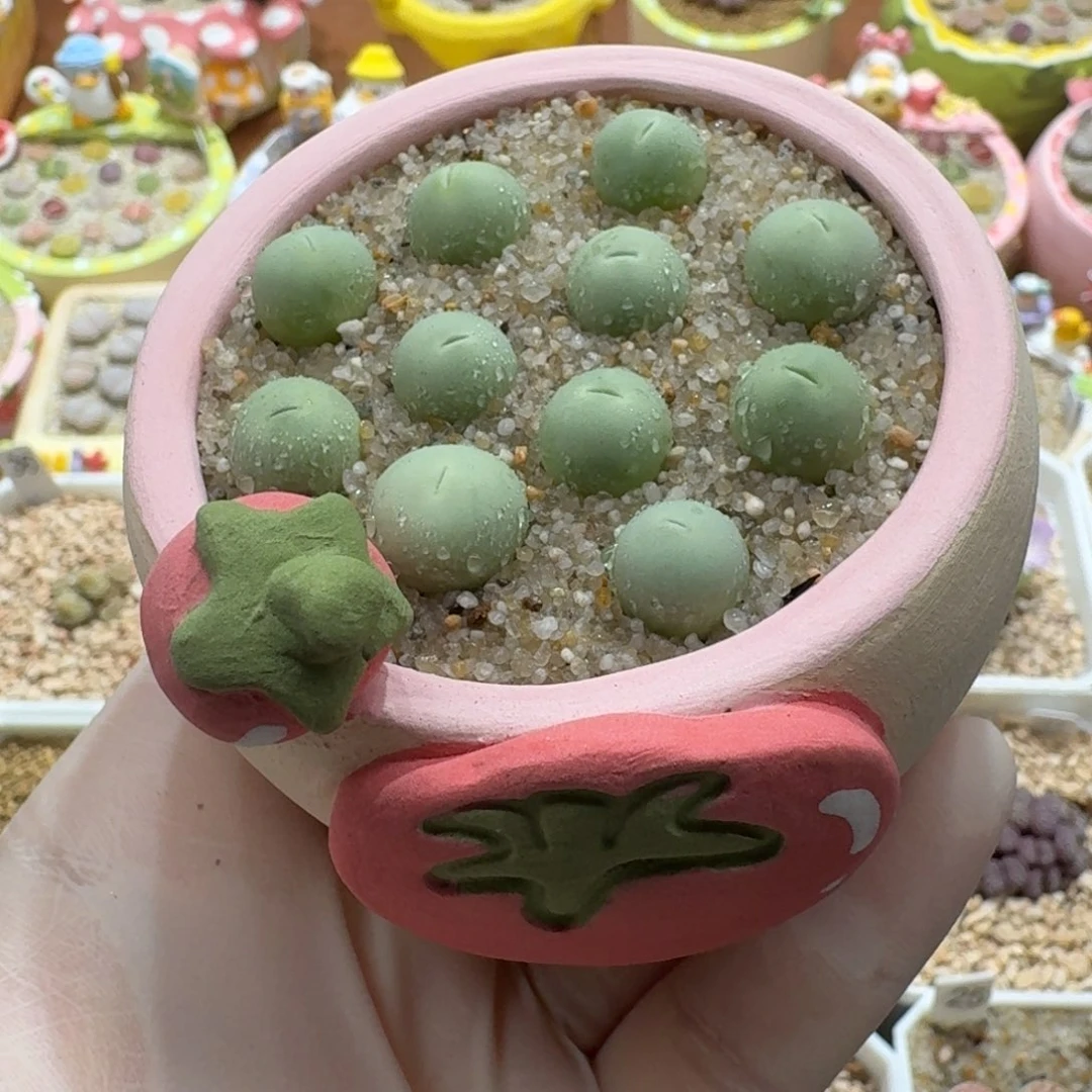 1004-02连盆带花鸽子蛋