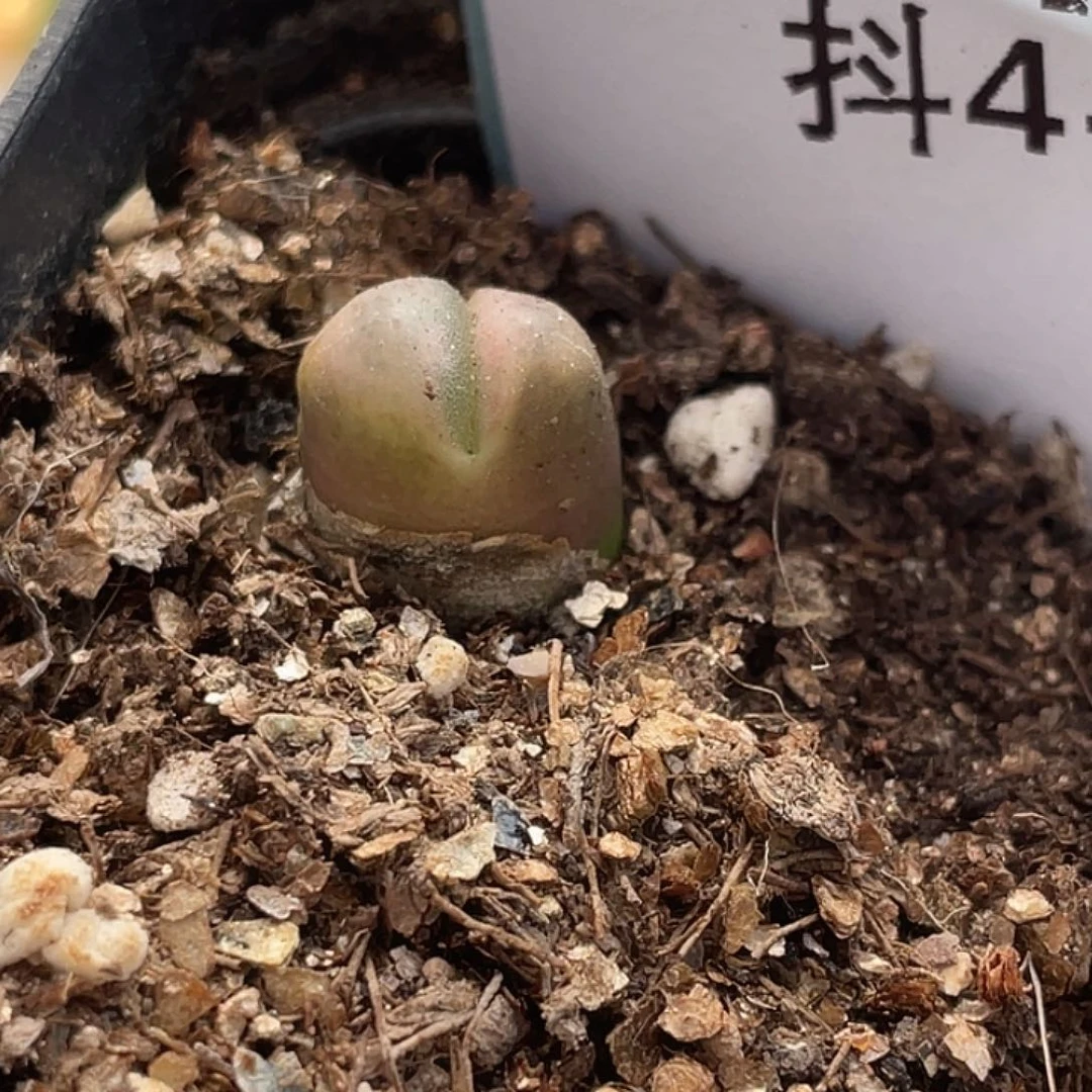 4-89变异风铃多肉植物